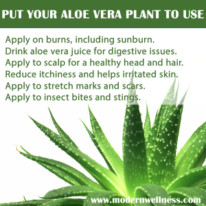 Put Your Aloe Vera To Use - Modern Wellness